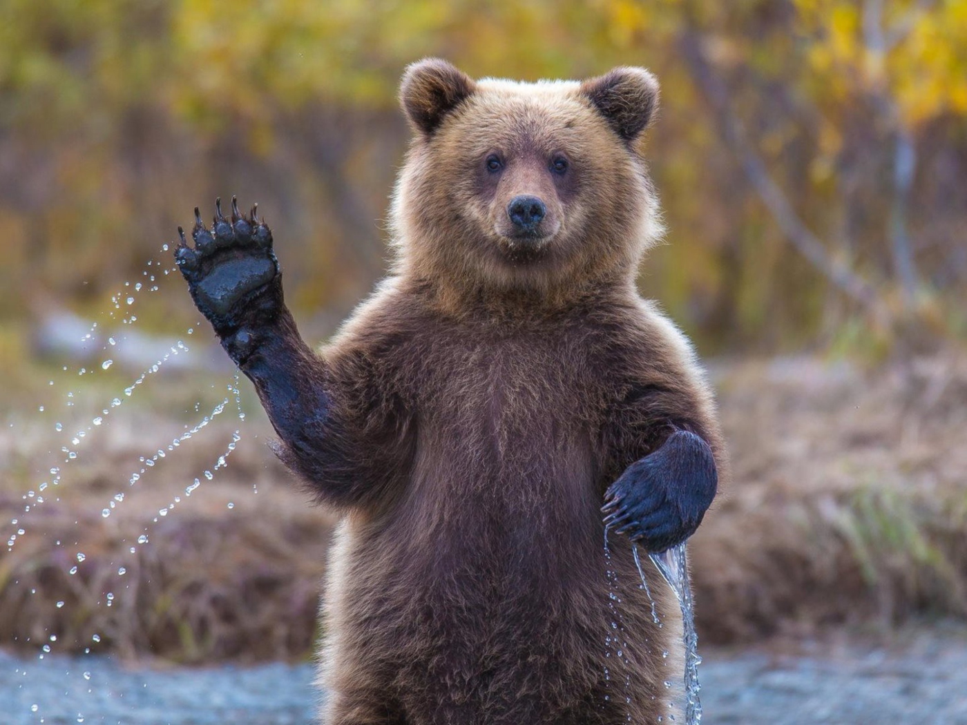 Fondo de pantalla Grizzly Bear 1400x1050
