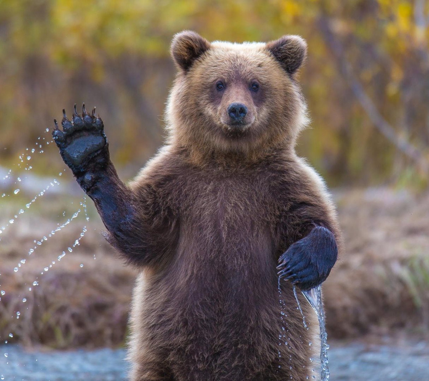 Fondo de pantalla Grizzly Bear 1440x1280
