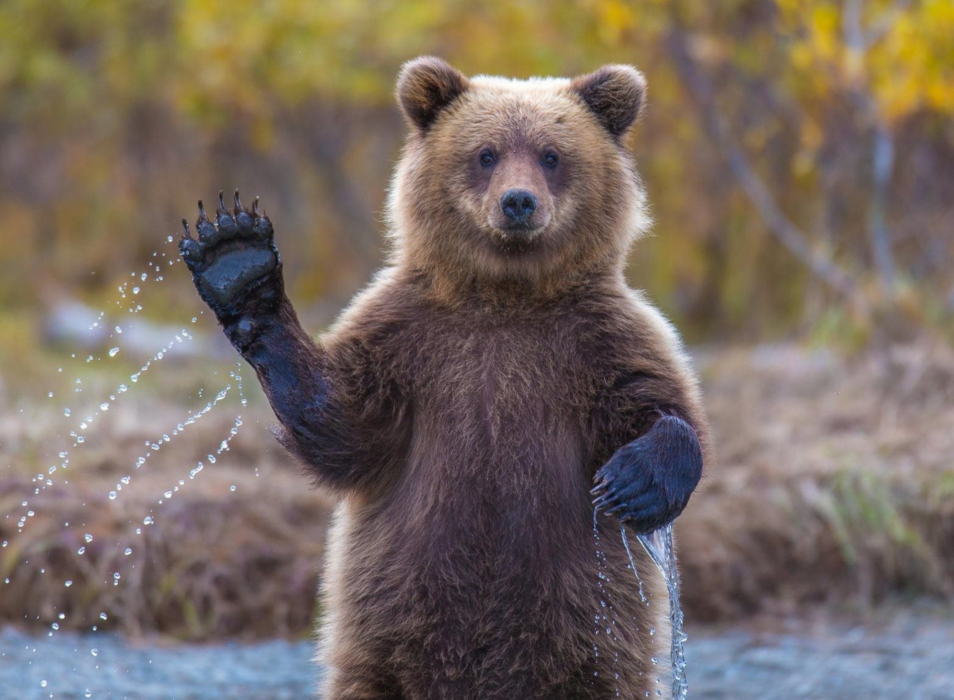 Обои Grizzly Bear 1920x1408