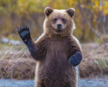 Grizzly Bear wallpaper 220x176