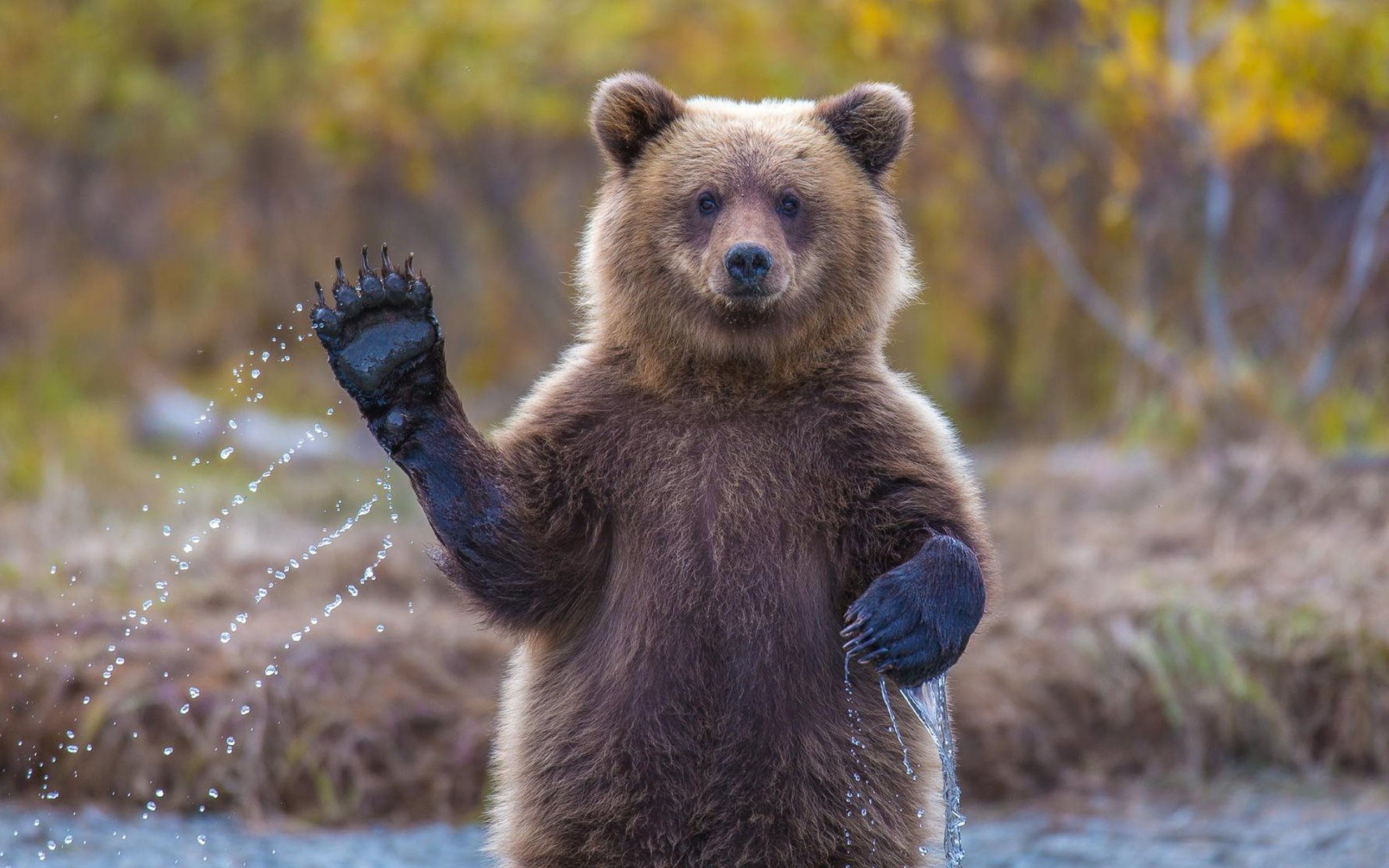 Fondo de pantalla Grizzly Bear 2560x1600