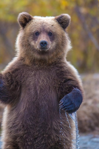 Das Grizzly Bear Wallpaper 320x480