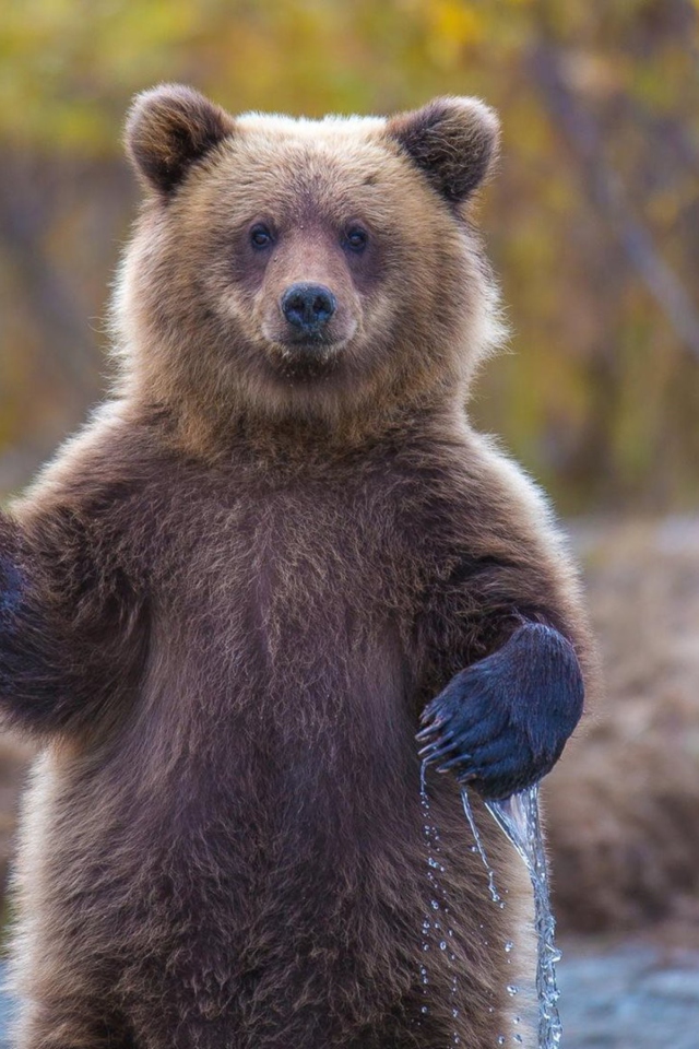 Das Grizzly Bear Wallpaper 640x960