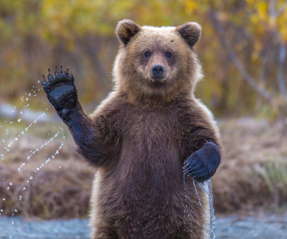 Das Grizzly Bear Wallpaper 960x800