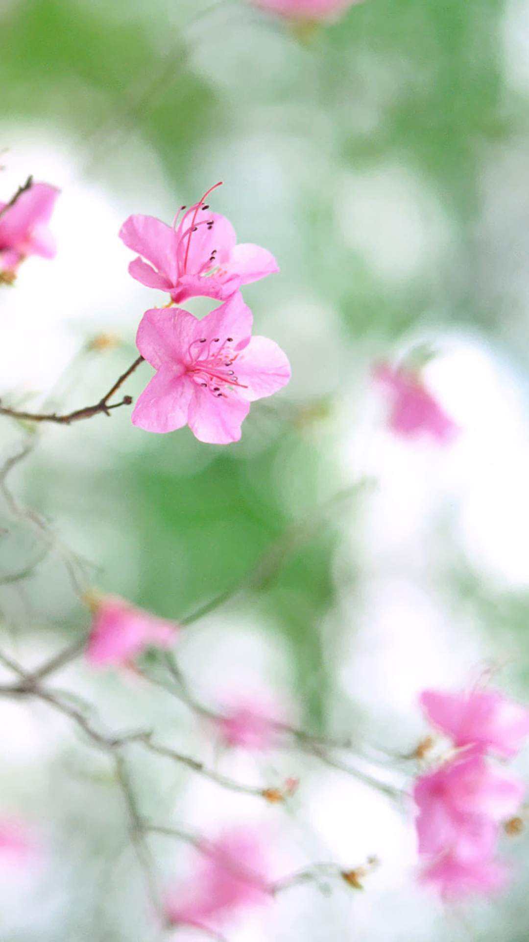Pink Blossom screenshot #1 1080x1920