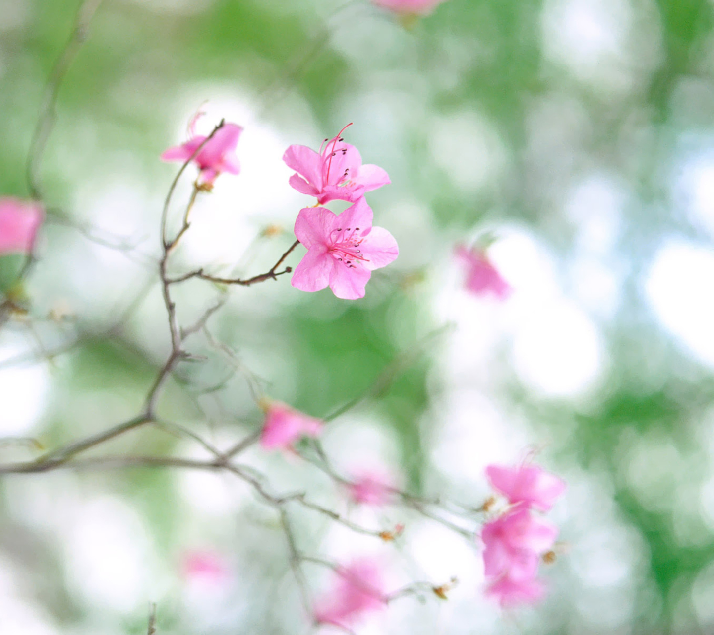 Fondo de pantalla Pink Blossom 1440x1280