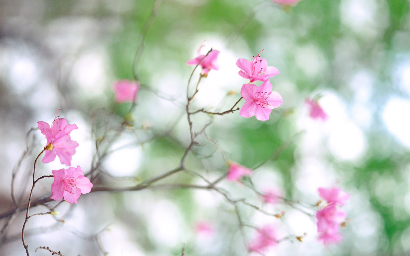 Pink Blossom screenshot #1 1440x900