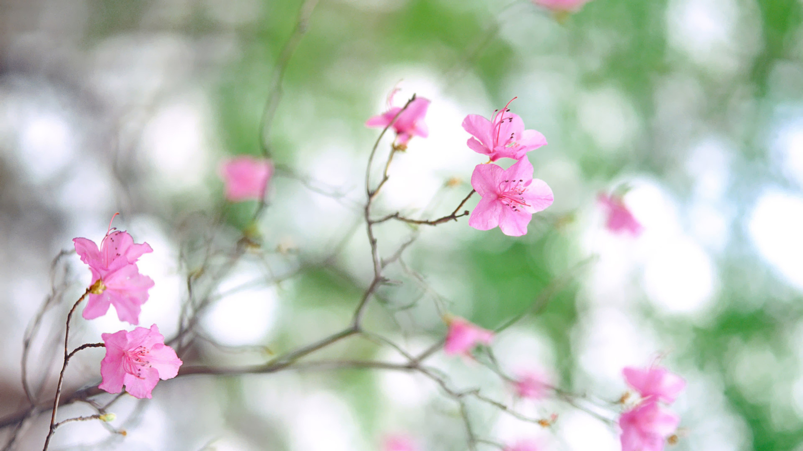 Das Pink Blossom Wallpaper 1600x900