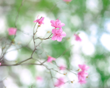 Sfondi Pink Blossom 220x176
