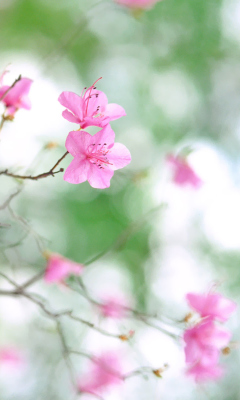 Pink Blossom screenshot #1 240x400