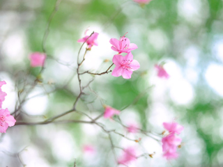 Das Pink Blossom Wallpaper 320x240