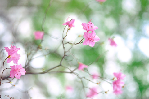 Pink Blossom screenshot #1 480x320