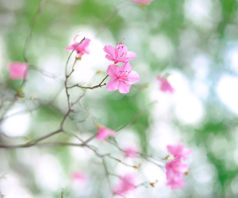 Pink Blossom screenshot #1 480x400