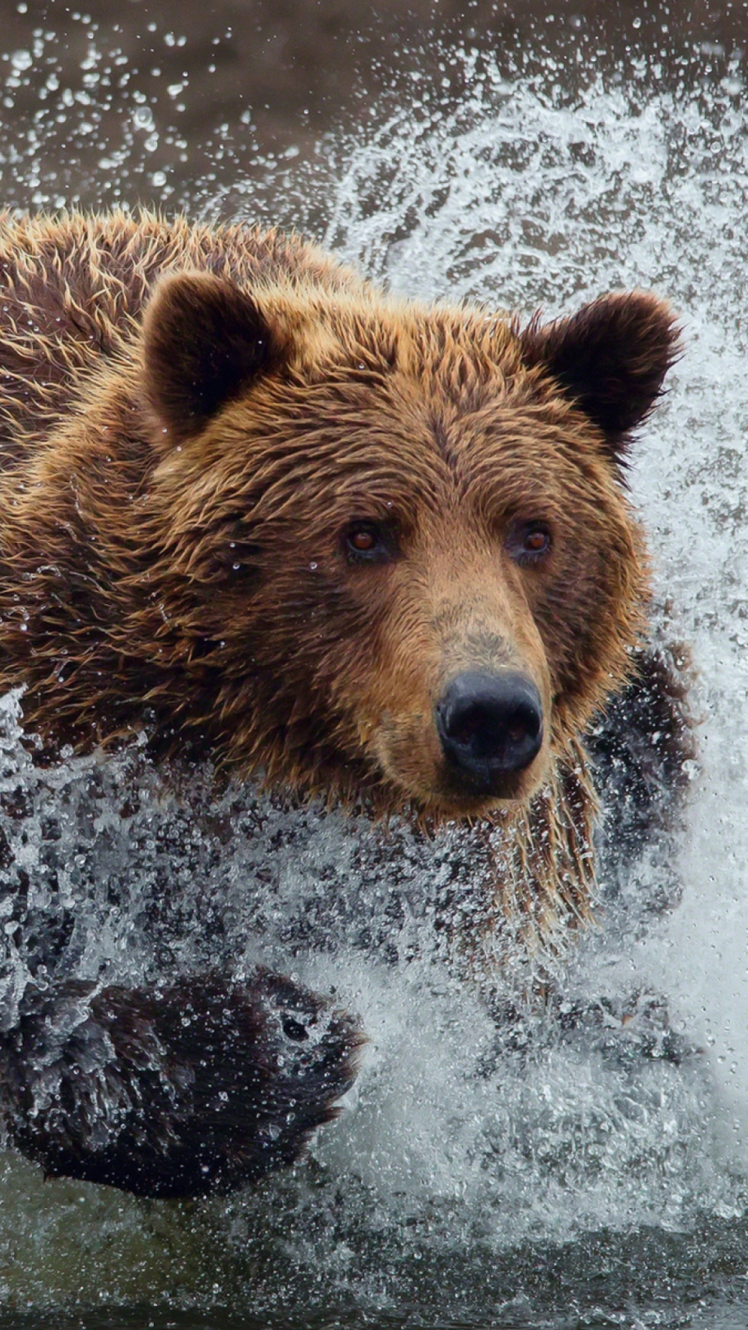 Das Bear In Water Wallpaper 1080x1920