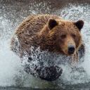 Sfondi Bear In Water 128x128