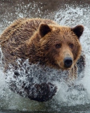 Das Bear In Water Wallpaper 128x160