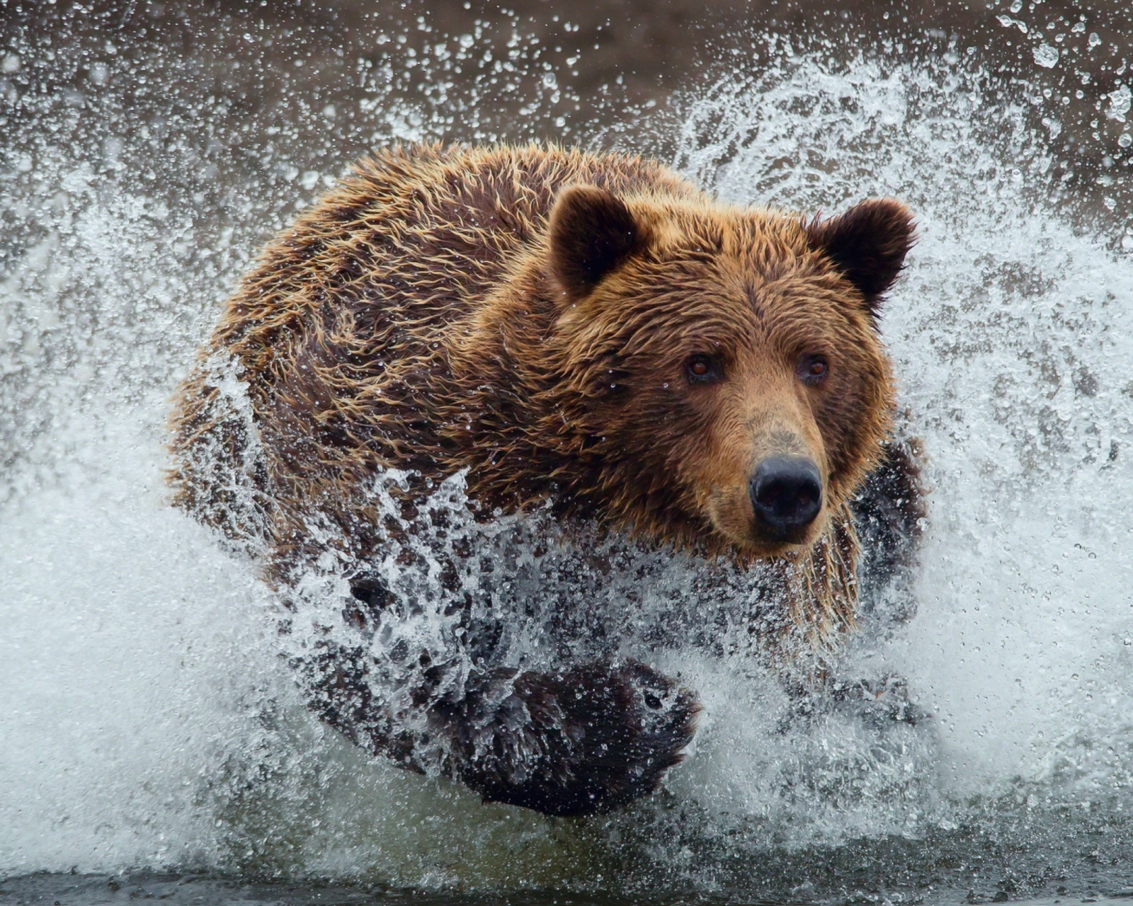 Das Bear In Water Wallpaper 1600x1280