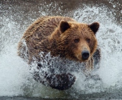 Bear In Water wallpaper 176x144