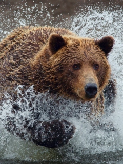 Sfondi Bear In Water 240x320