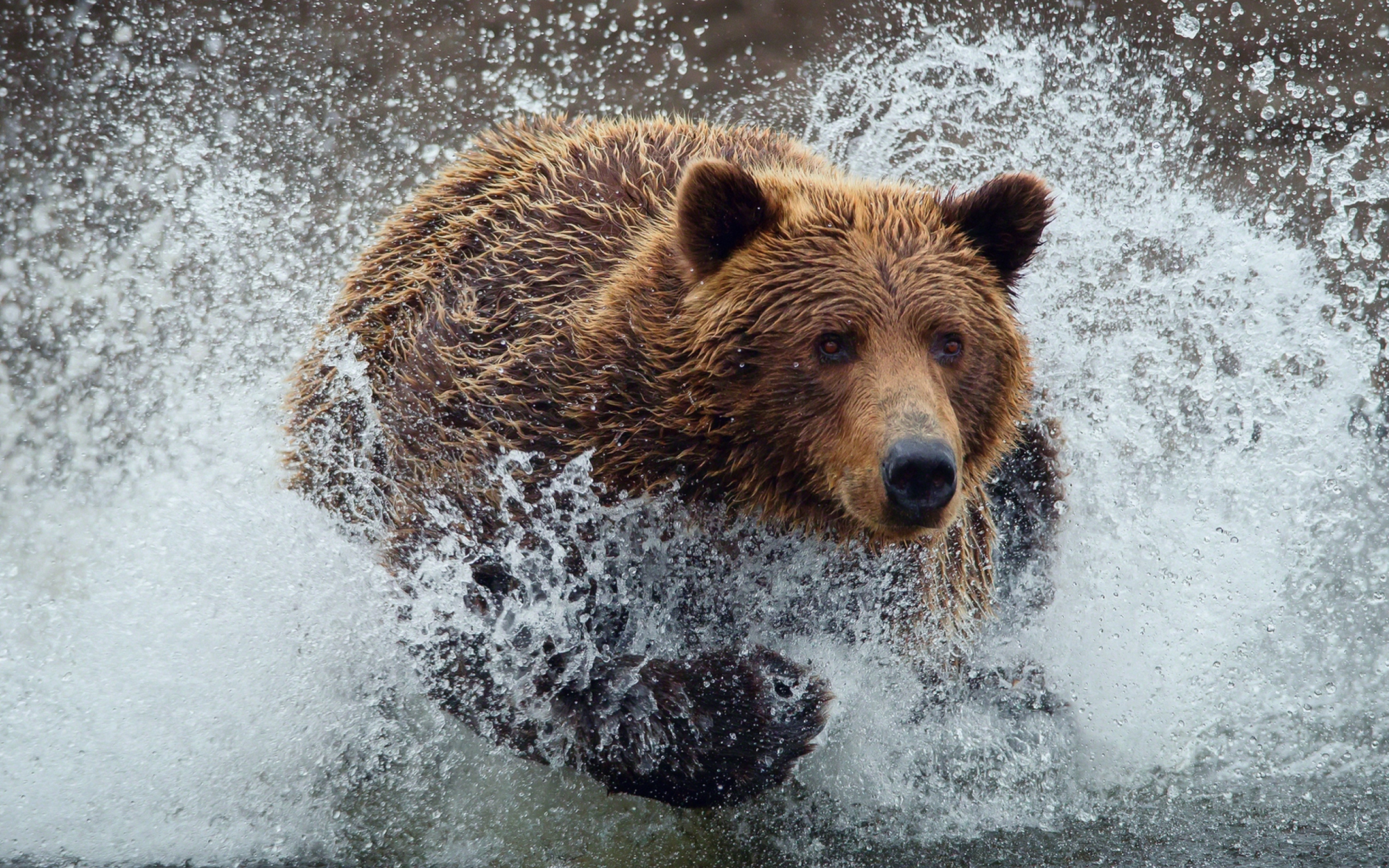 Das Bear In Water Wallpaper 2560x1600