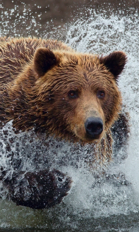 Sfondi Bear In Water 480x800