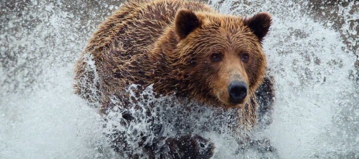 Bear In Water wallpaper 720x320