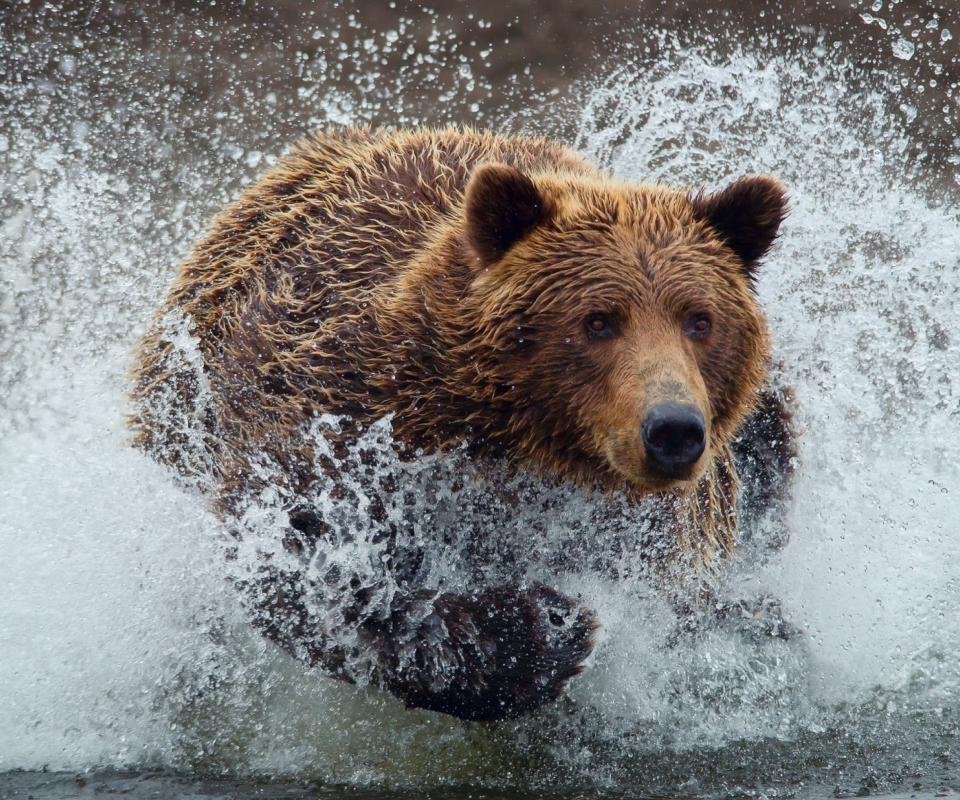Das Bear In Water Wallpaper 960x800