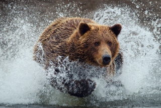 Bear In Water - Obrázkek zdarma 