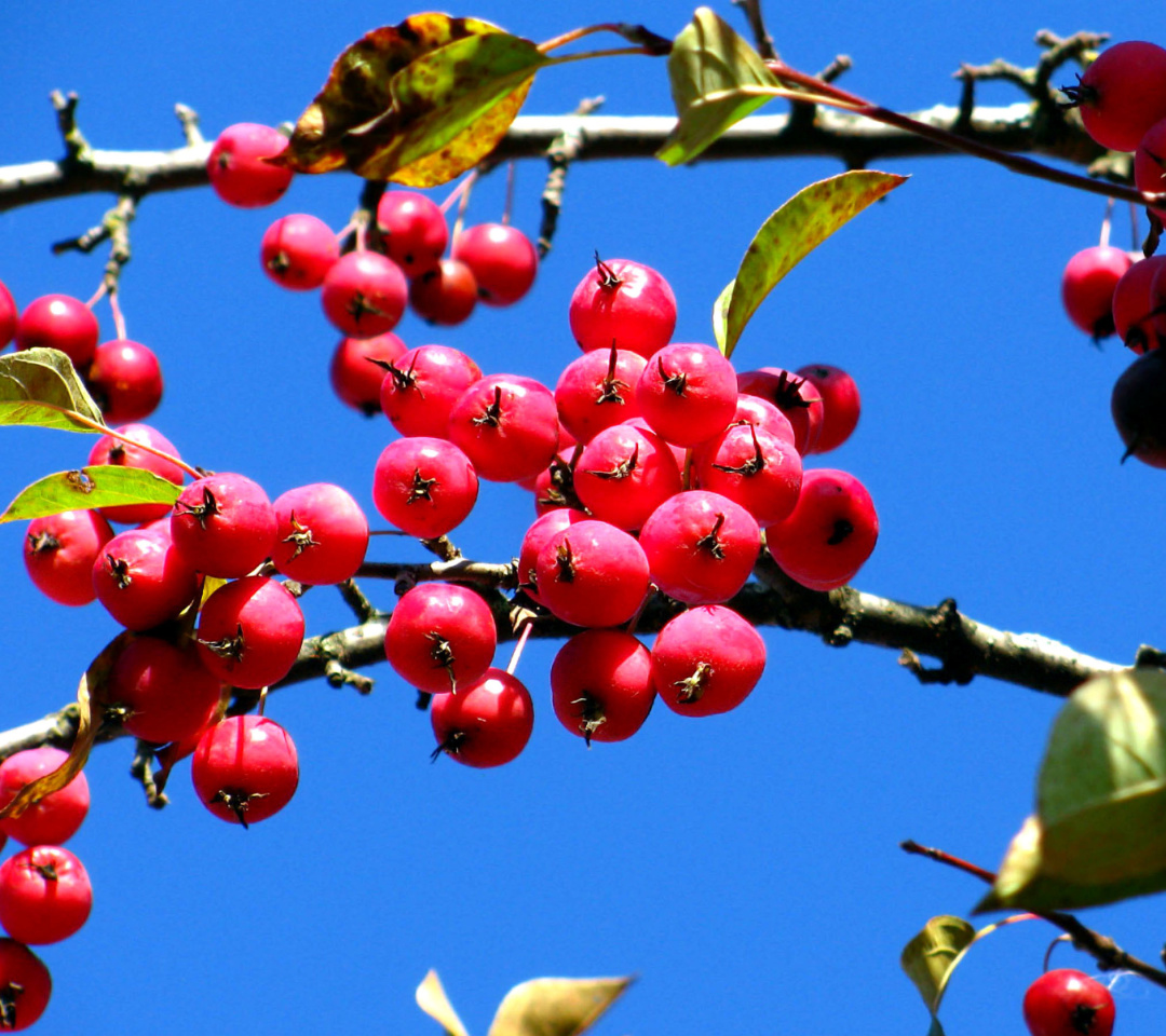 Das Red Berries Wallpaper 1080x960