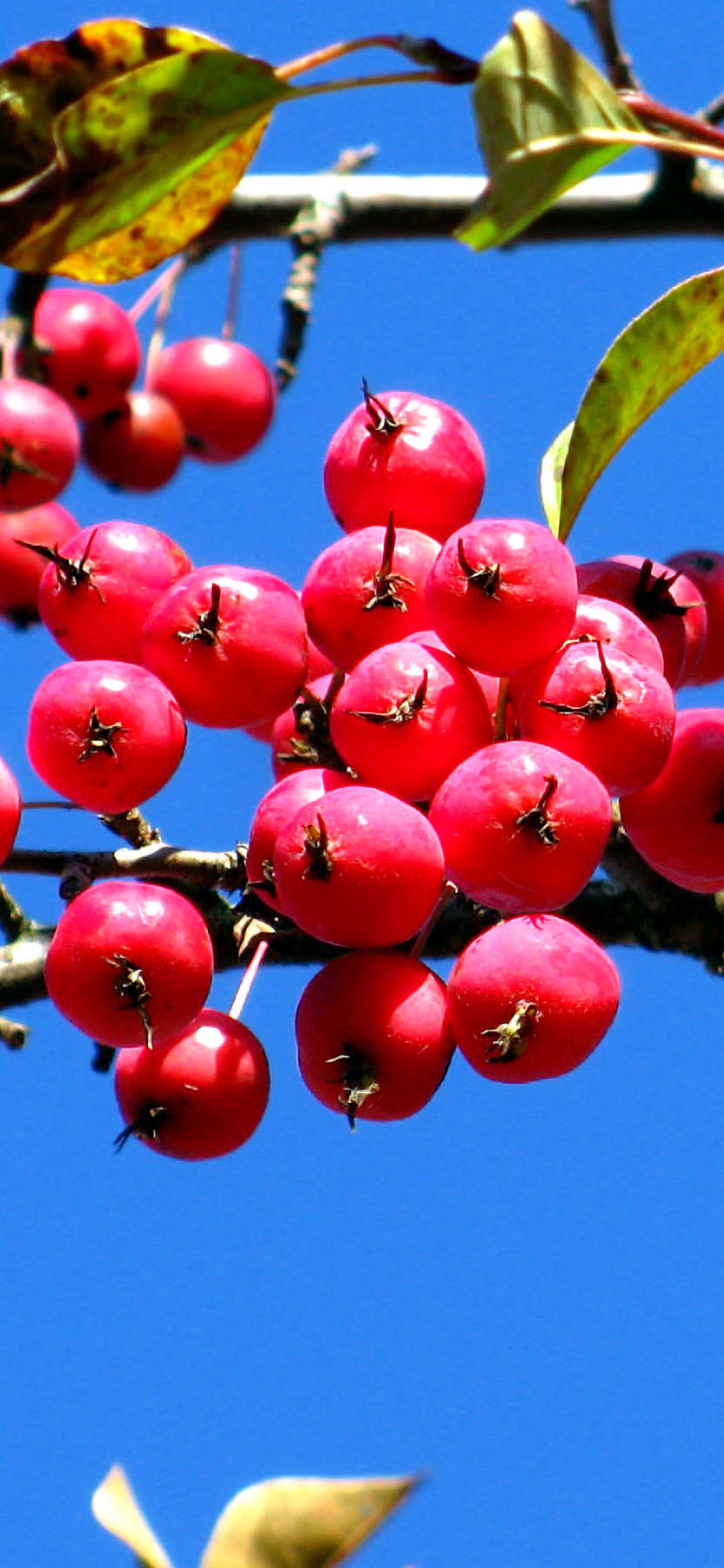 Sfondi Red Berries 1170x2532