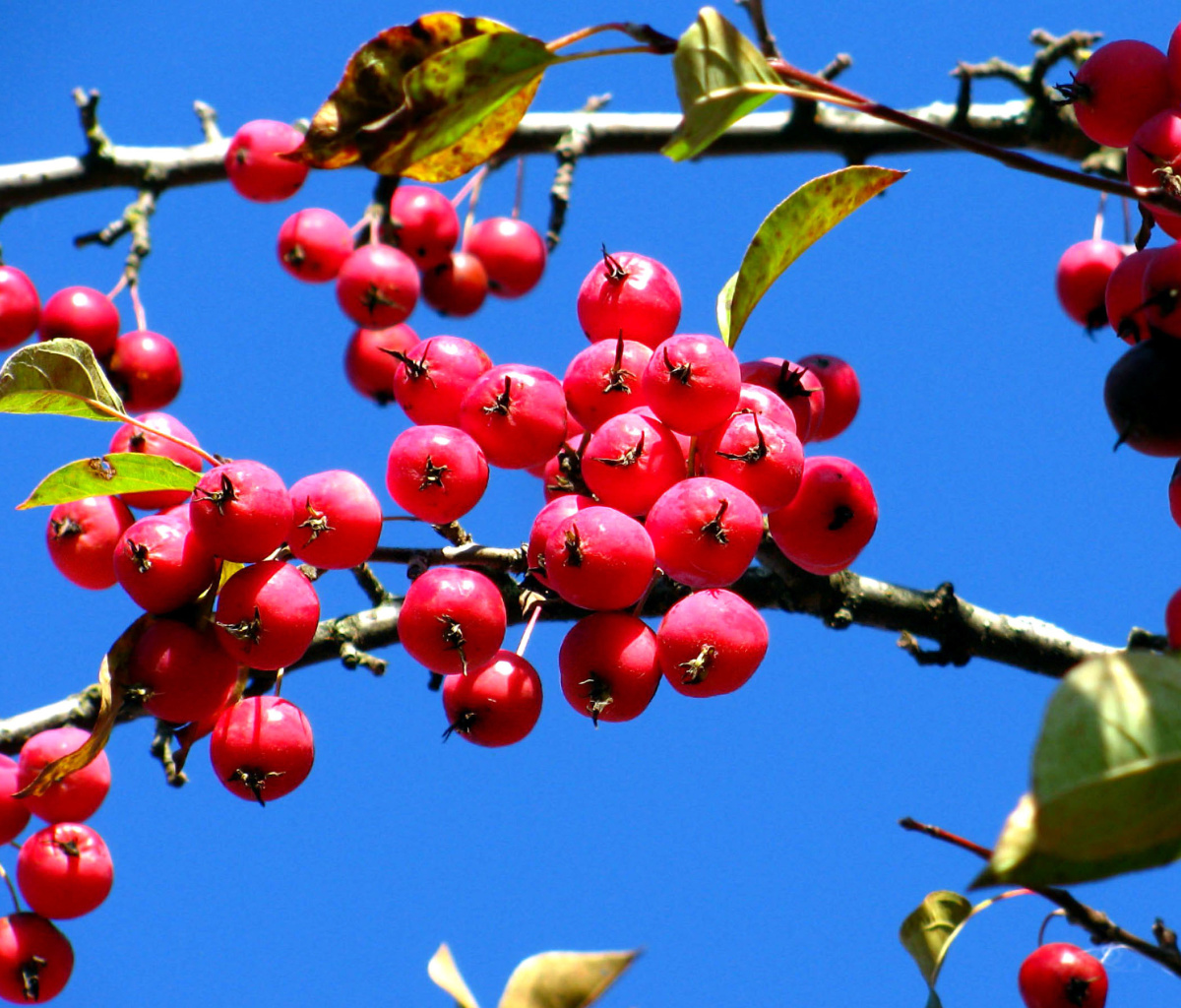 Sfondi Red Berries 1200x1024