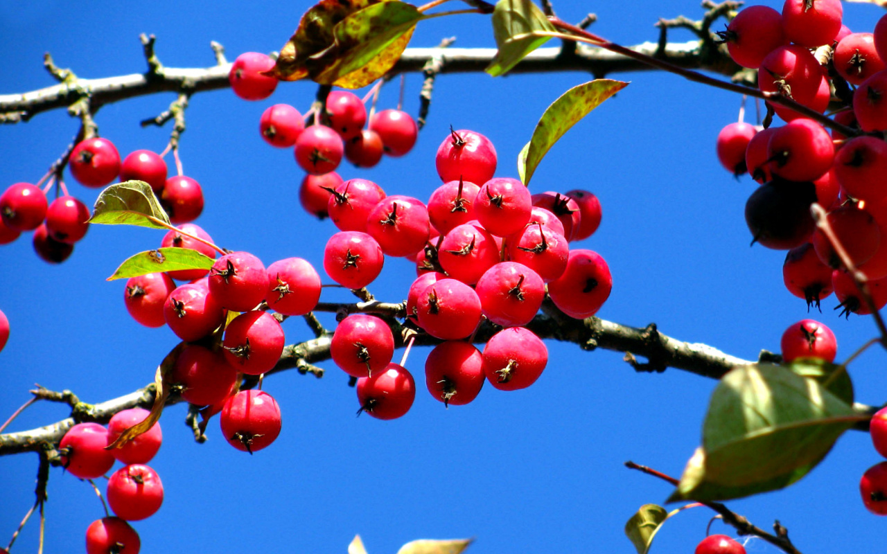 Fondo de pantalla Red Berries 1280x800