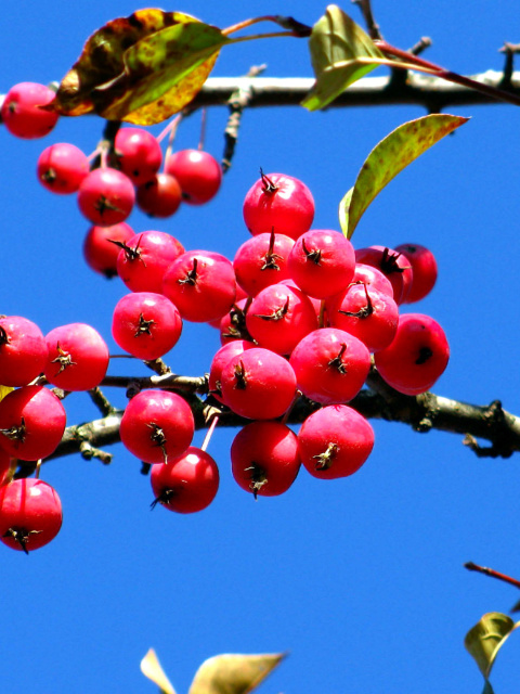 Sfondi Red Berries 480x640