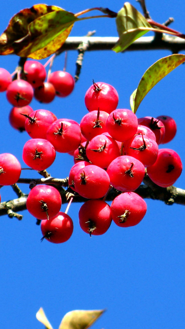 Fondo de pantalla Red Berries 640x1136