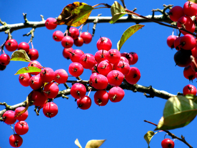 Обои Red Berries 640x480