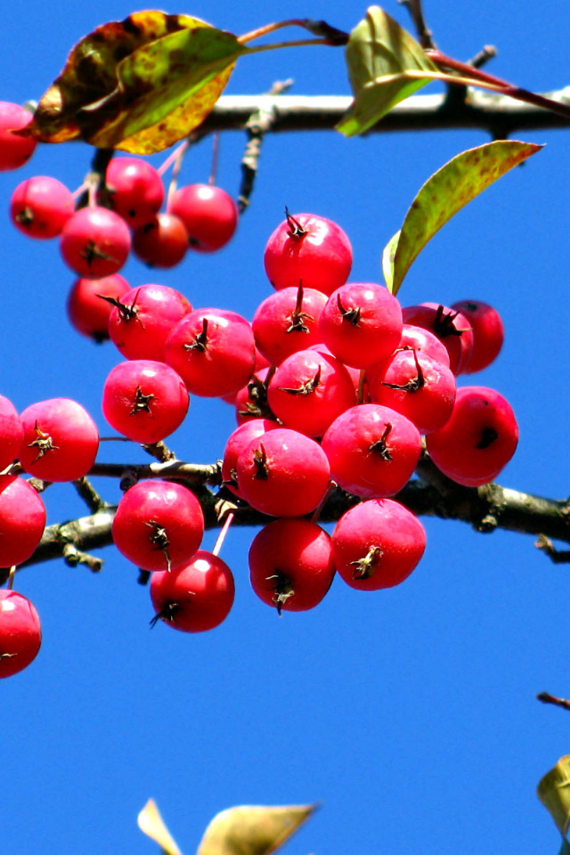 Sfondi Red Berries 640x960