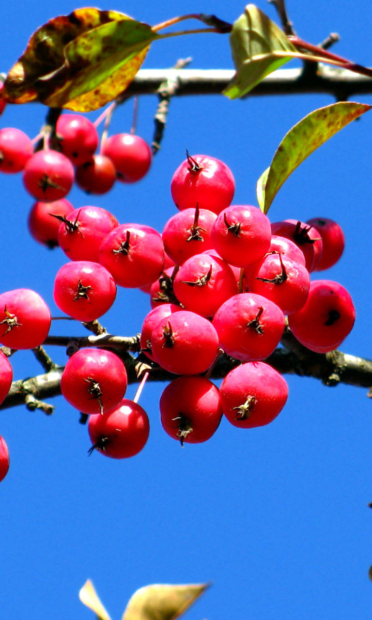 Red Berries wallpaper 768x1280