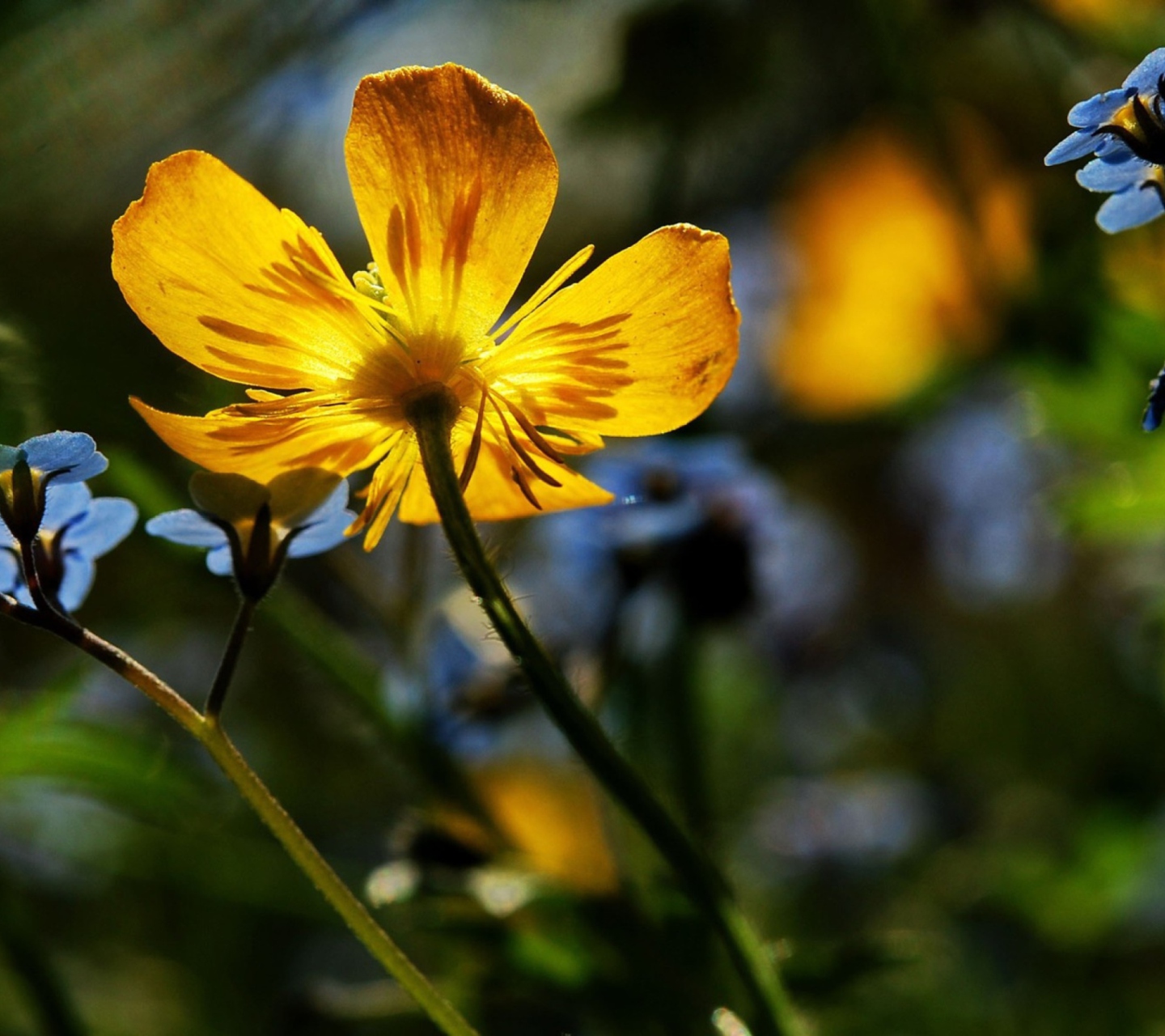 Обои Yellow Flower Close Up 1440x1280
