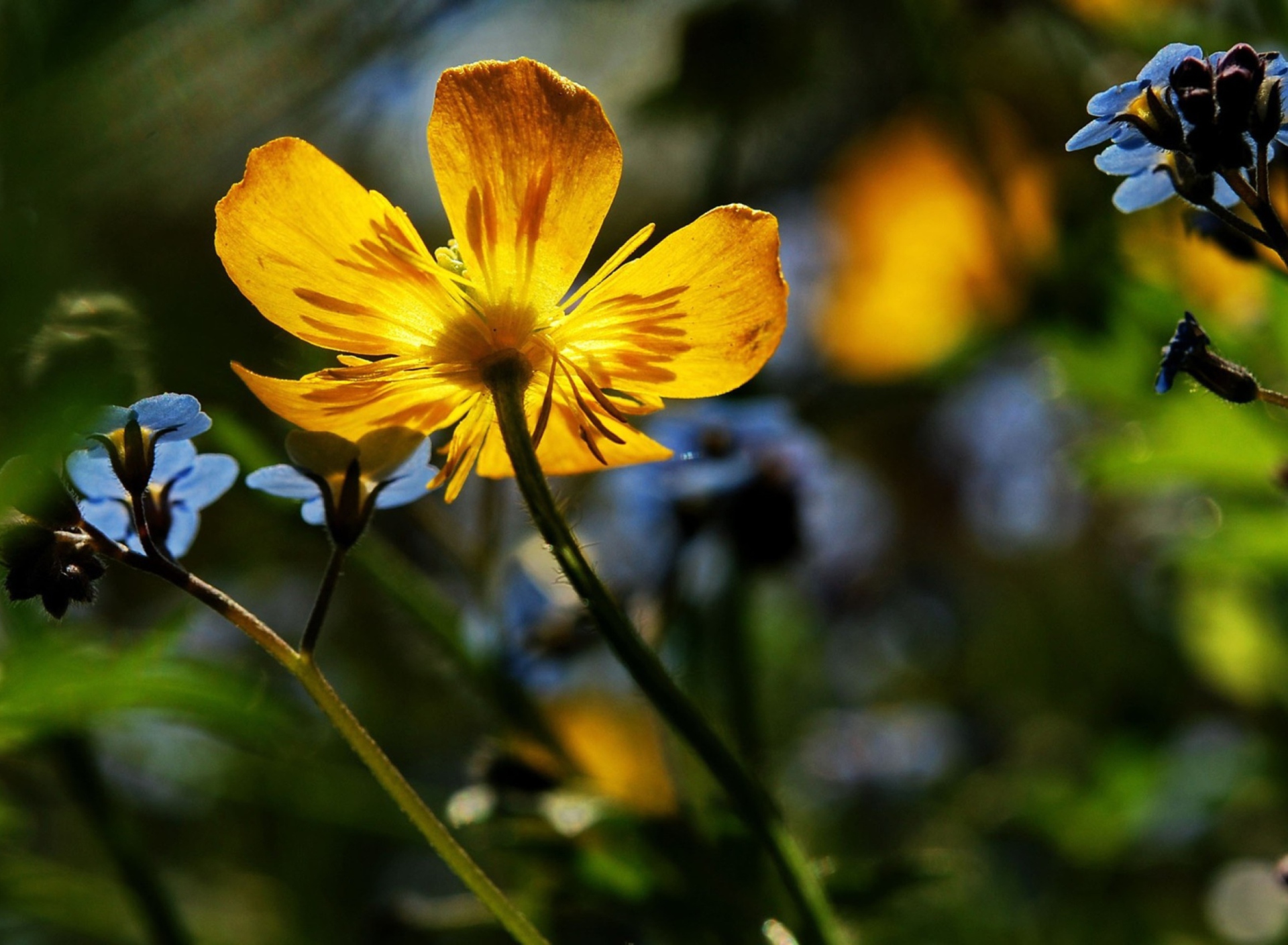 Обои Yellow Flower Close Up 1920x1408