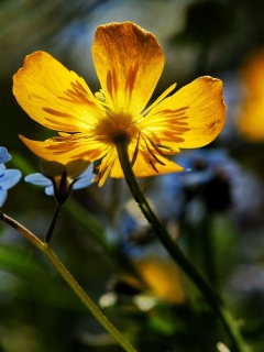 Обои Yellow Flower Close Up 240x320