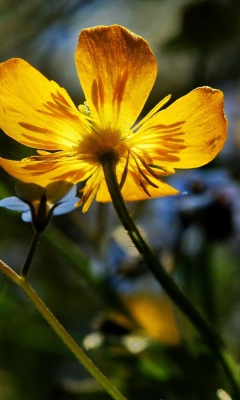 Fondo de pantalla Yellow Flower Close Up 240x400