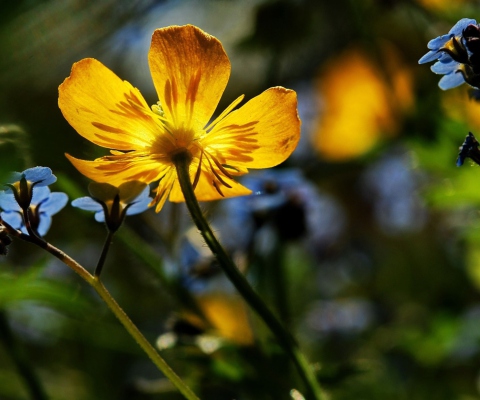 Sfondi Yellow Flower Close Up 480x400