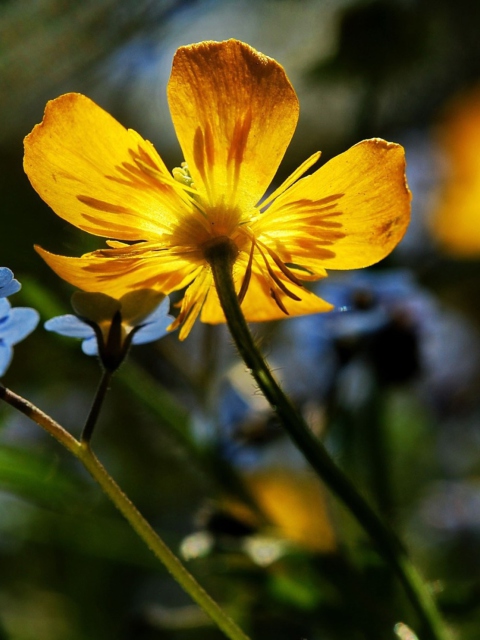 Fondo de pantalla Yellow Flower Close Up 480x640