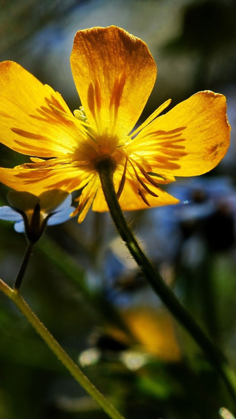 Обои Yellow Flower Close Up 750x1334