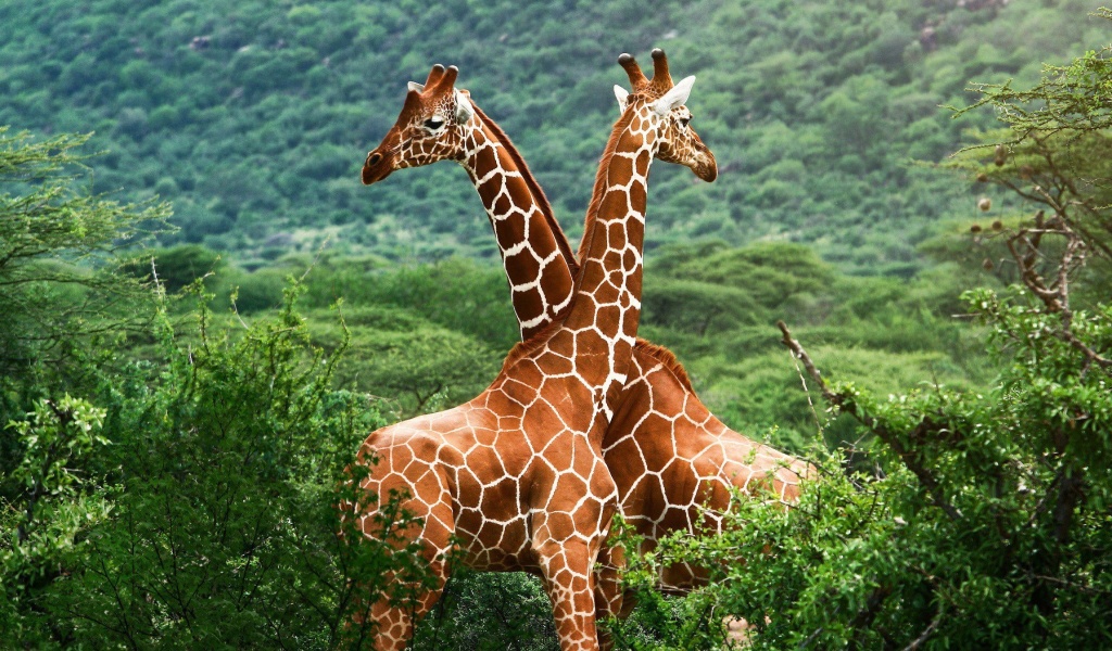Обои Giraffes in The Zambezi Valley, Zambia 1024x600