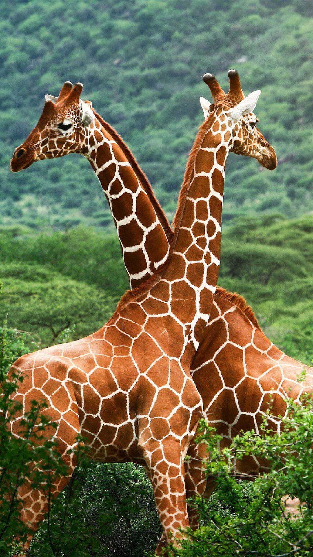 Fondo de pantalla Giraffes in The Zambezi Valley, Zambia 1080x1920