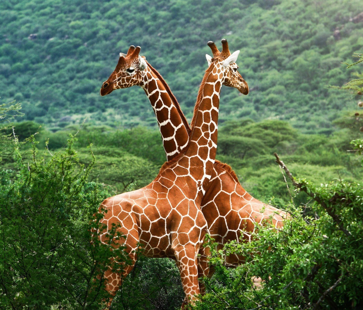 Обои Giraffes in The Zambezi Valley, Zambia 1200x1024