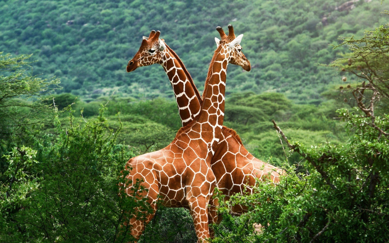 Обои Giraffes in The Zambezi Valley, Zambia 1280x800