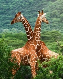 Fondo de pantalla Giraffes in The Zambezi Valley, Zambia 128x160