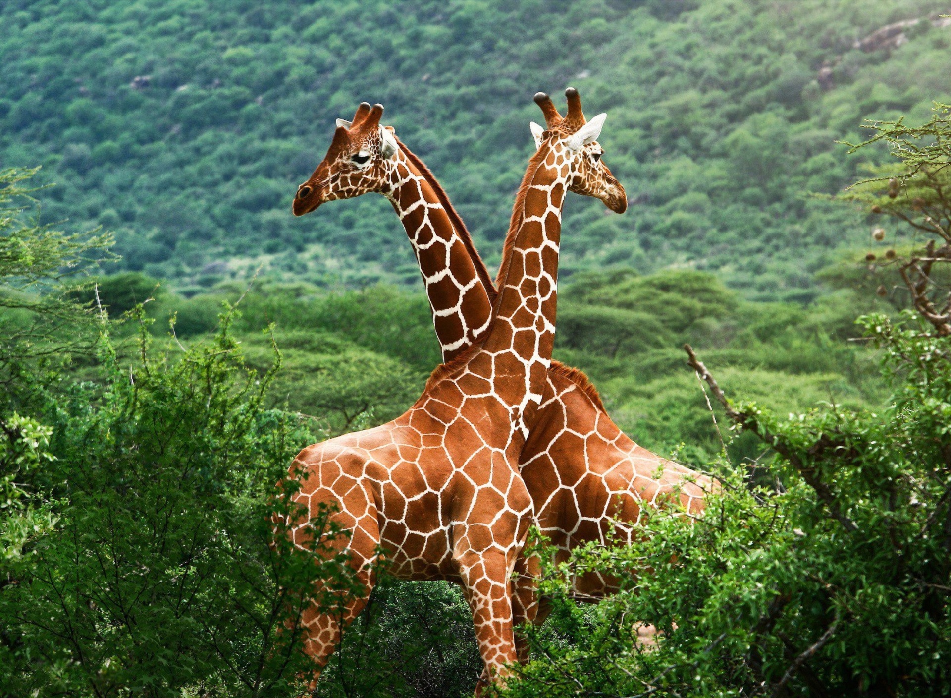 Обои Giraffes in The Zambezi Valley, Zambia 1920x1408